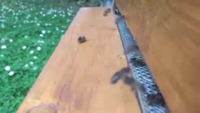 Mel deus que bagunça