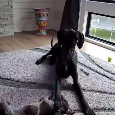 3 year old Great Dane vs. 3 month old WPG. I think he was done playing.