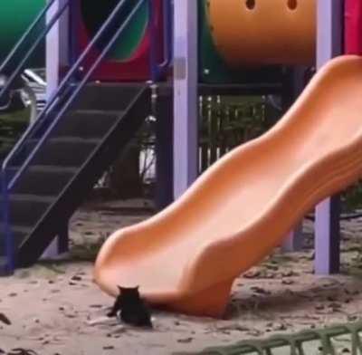 Hold my catnip while i weeeeeeeeeeeeeee