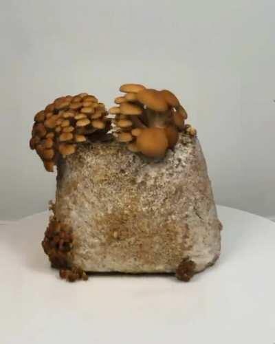 360 Slitscan Mushroom Timelapse