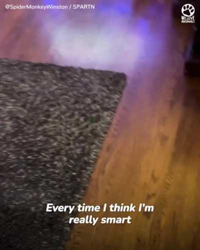 Guy raising a baby spider monkey after it was taken from its mom by poachers