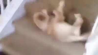 HUMAN! HI! WHAT’S U— OH FUCK FUCK FUCK HI FREN