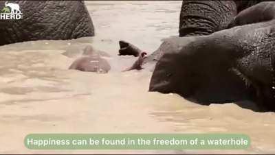 Happy Elephant Moments To Put a Smile on Your Face (11 minute Montage from HERD)