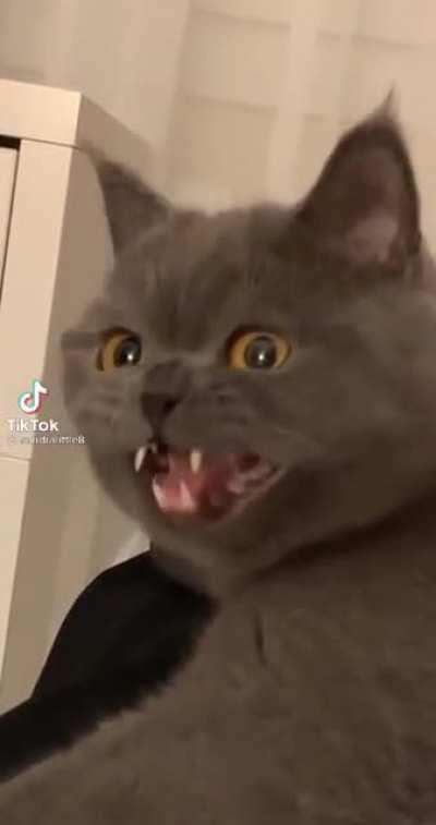 Is there an r/CatsWhoChirp ?