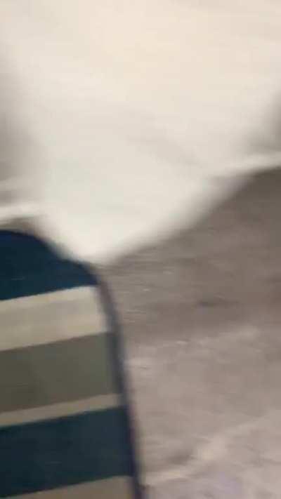 Was doing my hair and makeup when I got some illegally smol visitors this morning