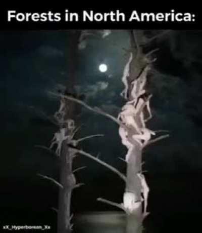 if we don't prevent deforestation, the forest things will lose their homes and become everywhere things; let's save the mother nature