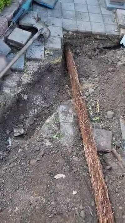 The Size of this root we pulled out of a drain at work!