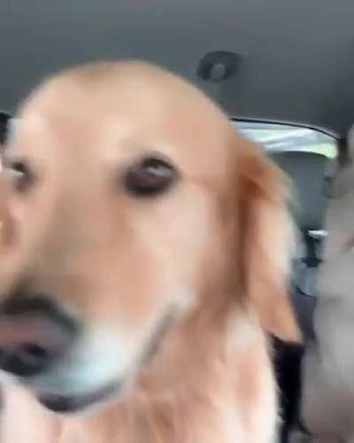 Are Huskies really that much crazier than other dogs?