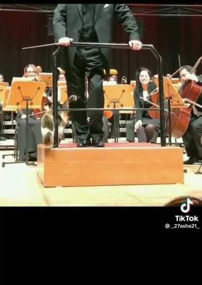 Kitty wants to play purr-cussion