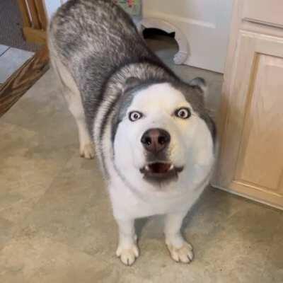 Taco says Happy Thanksgiving everyone!