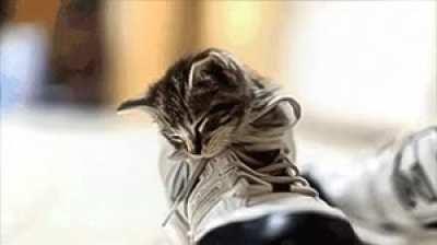 When Pwaffles fell asleep in a shoe