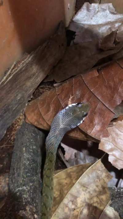 to those who are interested in having keelbacks: they eat 3 times a week