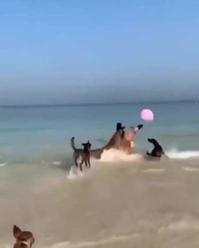 Group of dogs playing with balloon