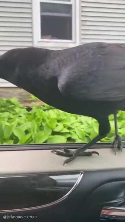A very excited crow (Pepe) visiting his favourite person. From a helpless, wounded chick to a self-sufficient bird thriving in the wild, all thanks to the woman's compassionate care and tireless efforts.