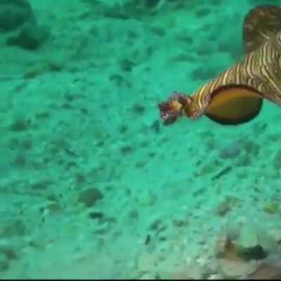 WEEK 65 OF FLAT WORM FRIDAY!!!!!!!