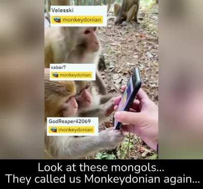 The whole population of Monkeydonia in one video