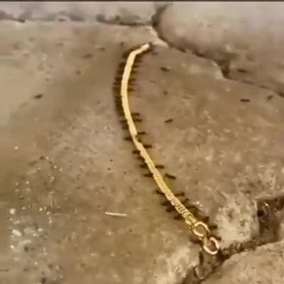 🔥 Ants carrying a golden bracelet as a team. Where do you think they are taking it to?