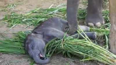 A very sleepy baby elephant