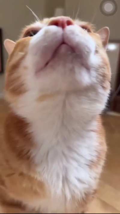 the oye, she's such a creature