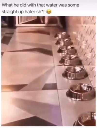 Even dogs can be the main character.