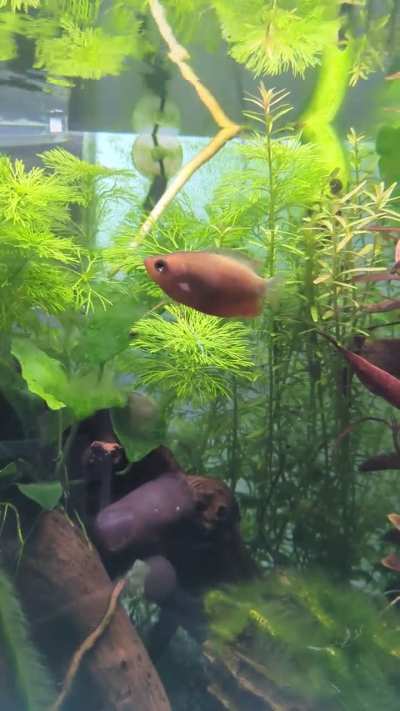 Gourami sexing