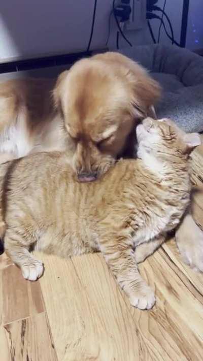 The golden back scratch