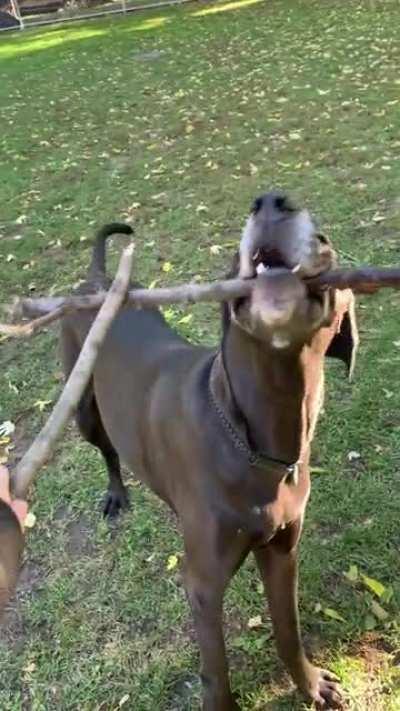 Maul V Obi-Wan but it’s my dog