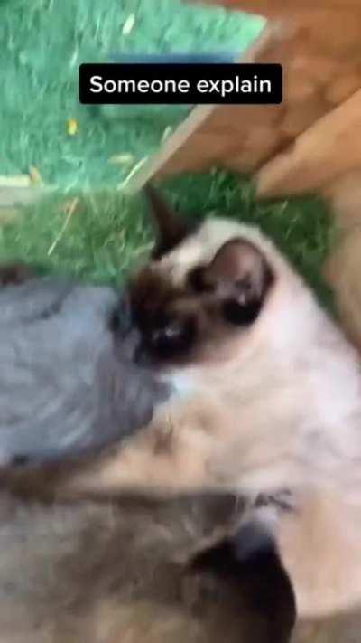 Wait a second, that's not a kitten!