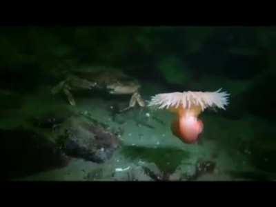 Anemone fleeing from a starfish