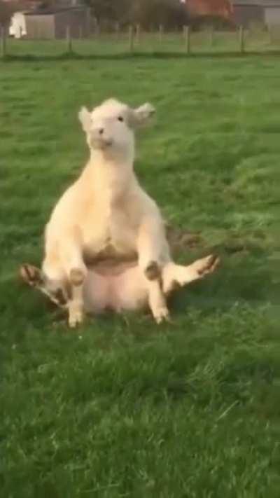 The cutest floof of all the floofs 🐮