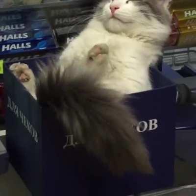 Bodega worker caught sleeping on the job