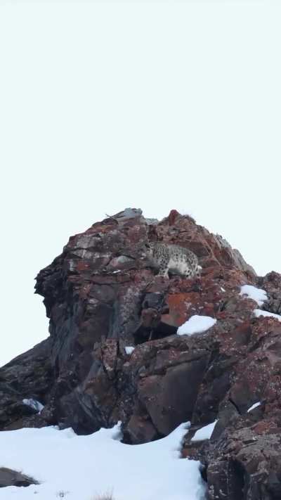 🔥 Happy International Snow Leopards Day 2025 from Ladakh, India