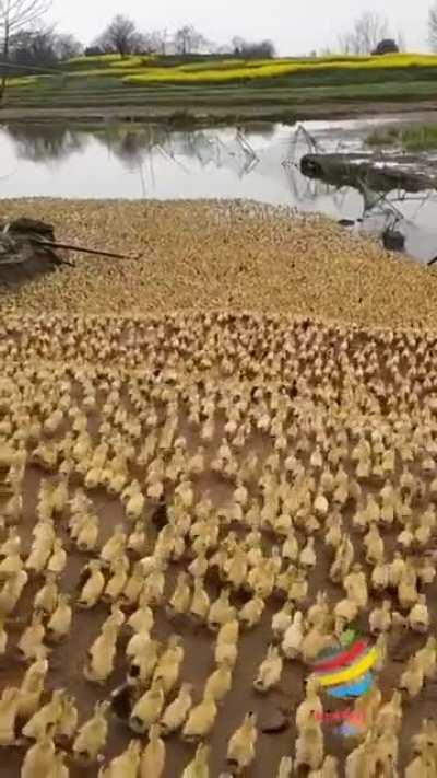 Ducklings going for bath