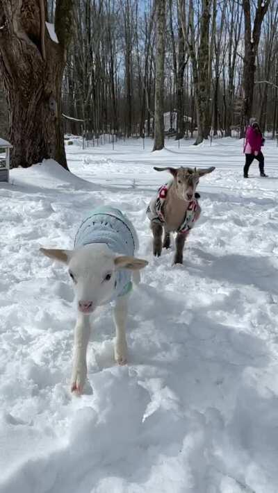 Babies Moose and Maverick play in snow for the first time at Foreverland Farm Animal Sanctuary.