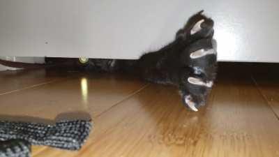 He HATES when we lock him out at night 🐈‍⬛