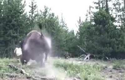 HMFT after a Bison yeets a human!