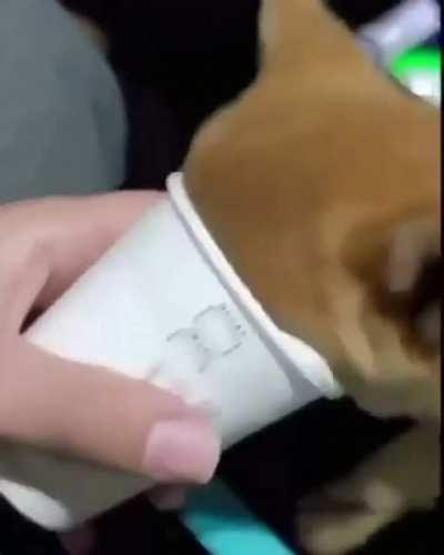 Pupper gets brutally frozen down