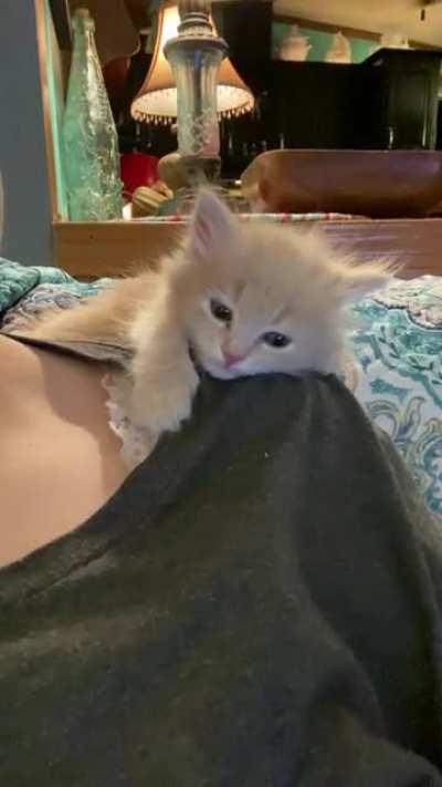 Even smol floofs can be hardened criminals. Don’t let her cute kitten act fool you, if given the chance Emma would steal all your hearts.