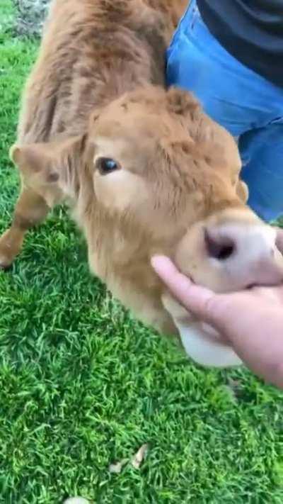 Petting zoo employees saying the quiet part out loud