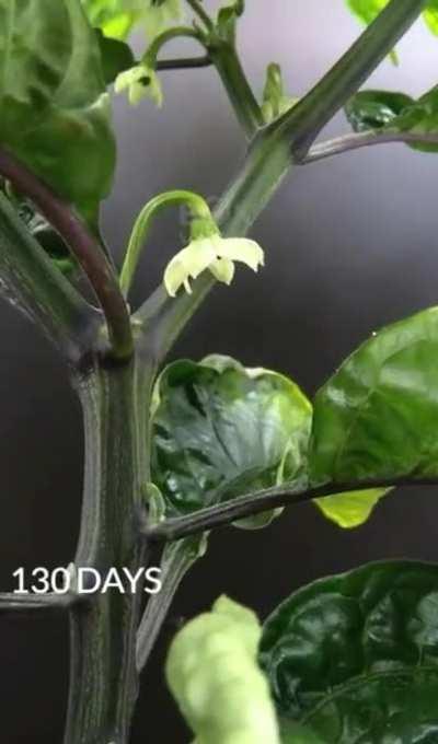 The 175 day pepper