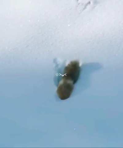 Yay Foxxo finds the great sea of cocaine and turns white