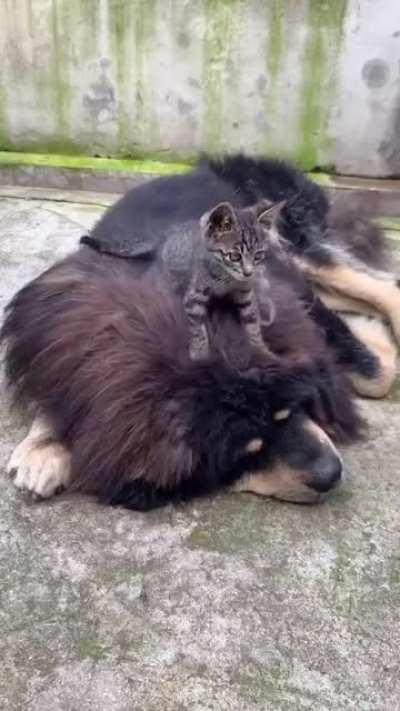 You don't mind if I do some kneading up here, do you?