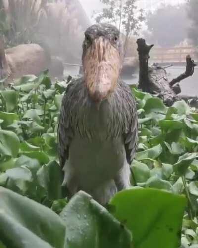 Shoebill in the rain