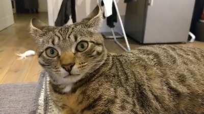 I never let my cat fully relax.