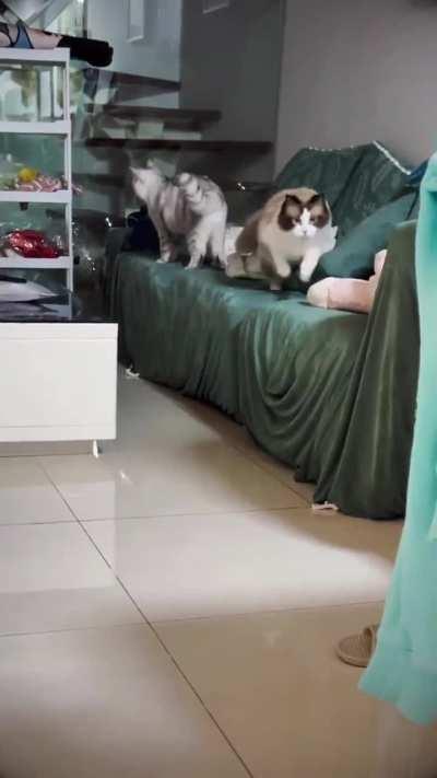 Bro just got summoned 