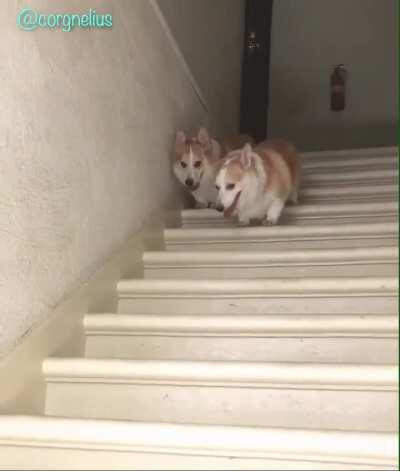 Corgi hops