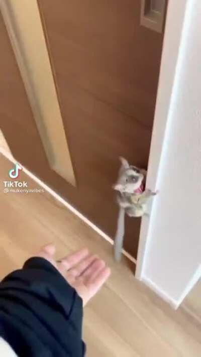 No bushbabies in this house!