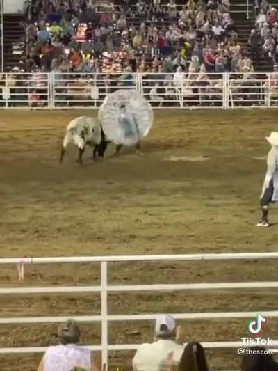 I’m not saying there is a right way to harass a beautiful animal at all. But this is the least stupidest way I’ve seen people do it.