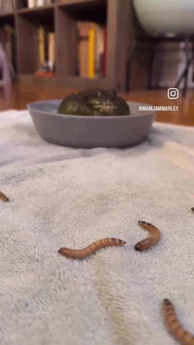 Wunk IS NOT! Trying his best!