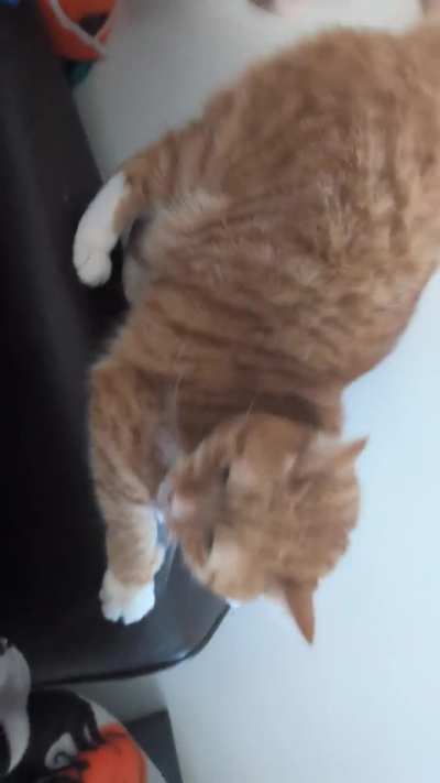 Think he enjoys being a bongo cat a bit too much